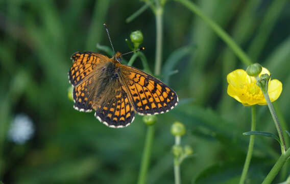 Plancia ëd Melitaea arcesia Bremer 1861