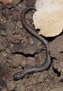 Image of California Slender Salamander