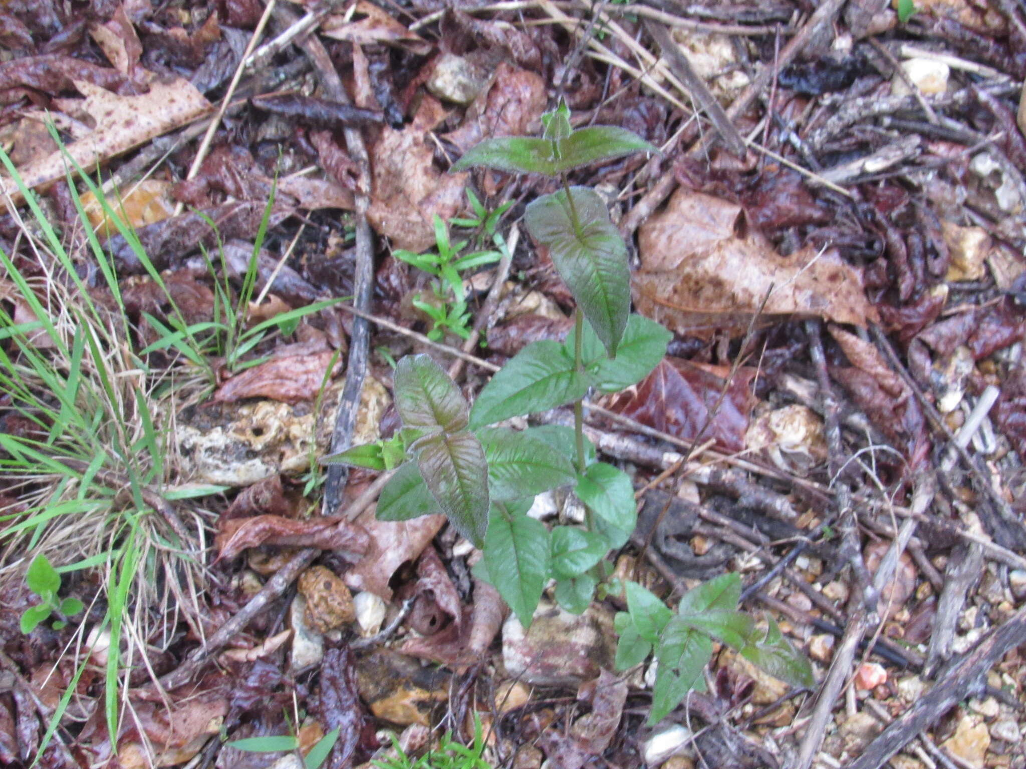 Image of eastern beebalm