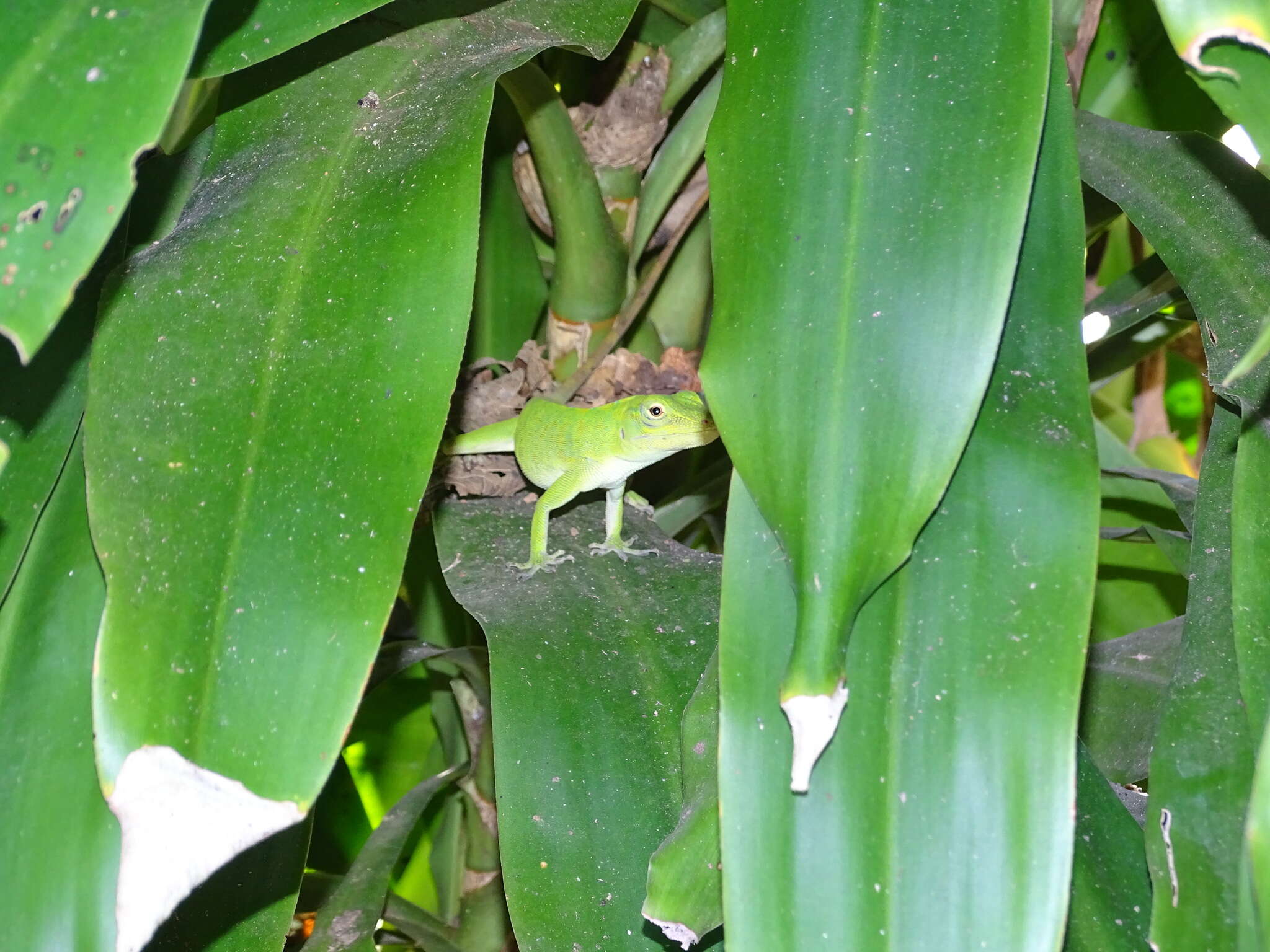 Imagem de Anolis biporcatus (Wiegmann 1834)