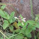 Image of Stachys kuntzei Gürke