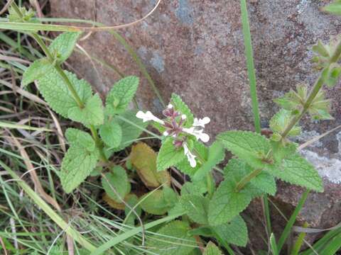 Image of Stachys kuntzei Gürke