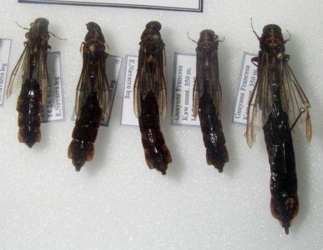 Image of <i>Atractocerus brasiliensis</i> Lepeletier & Audinet-Serville 1825