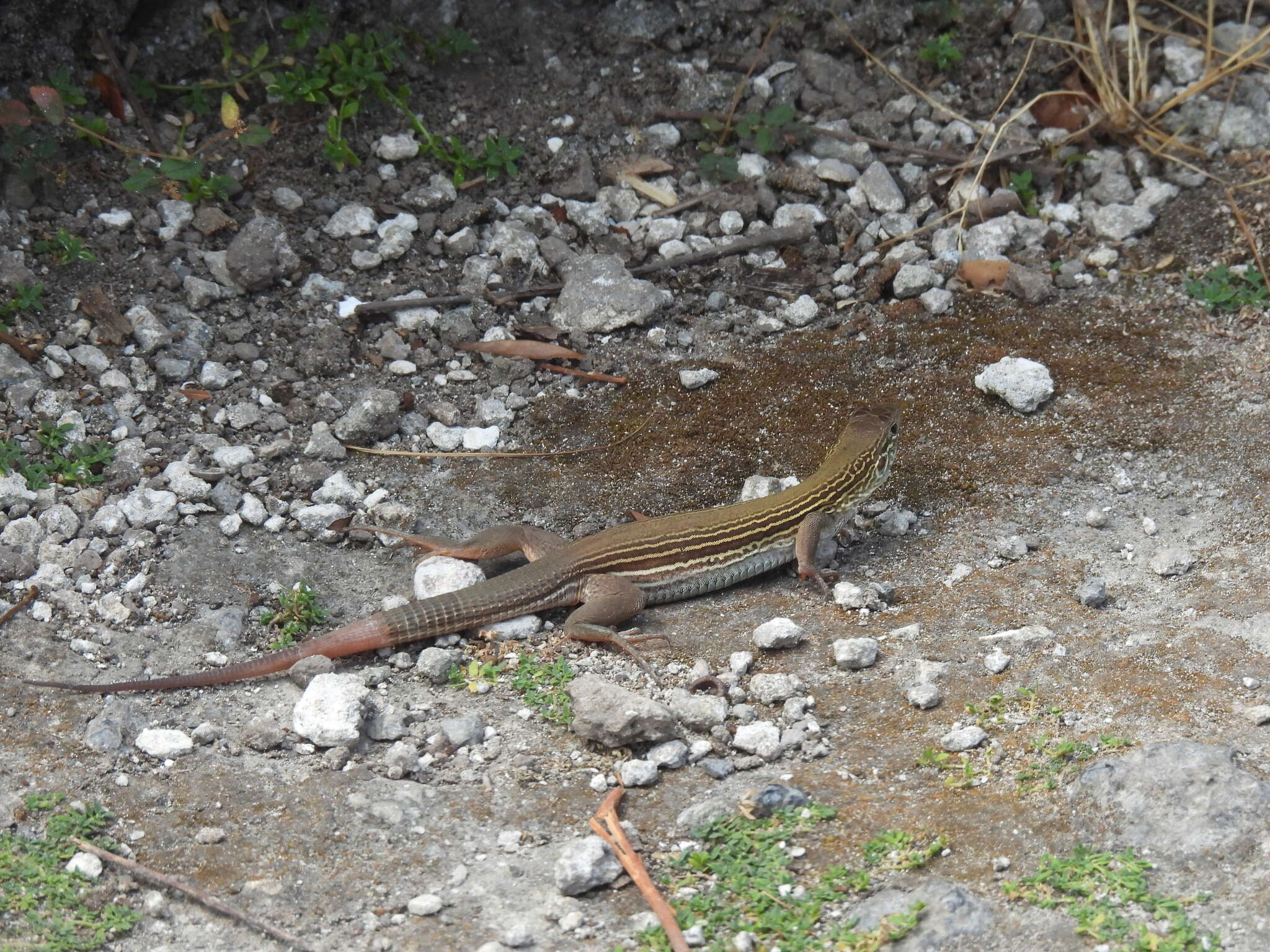 Image of Aspidoscelis cozumela (Gadow 1906)