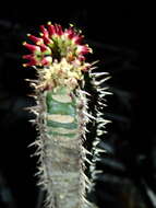 Image of Euphorbia neohumbertii Boiteau