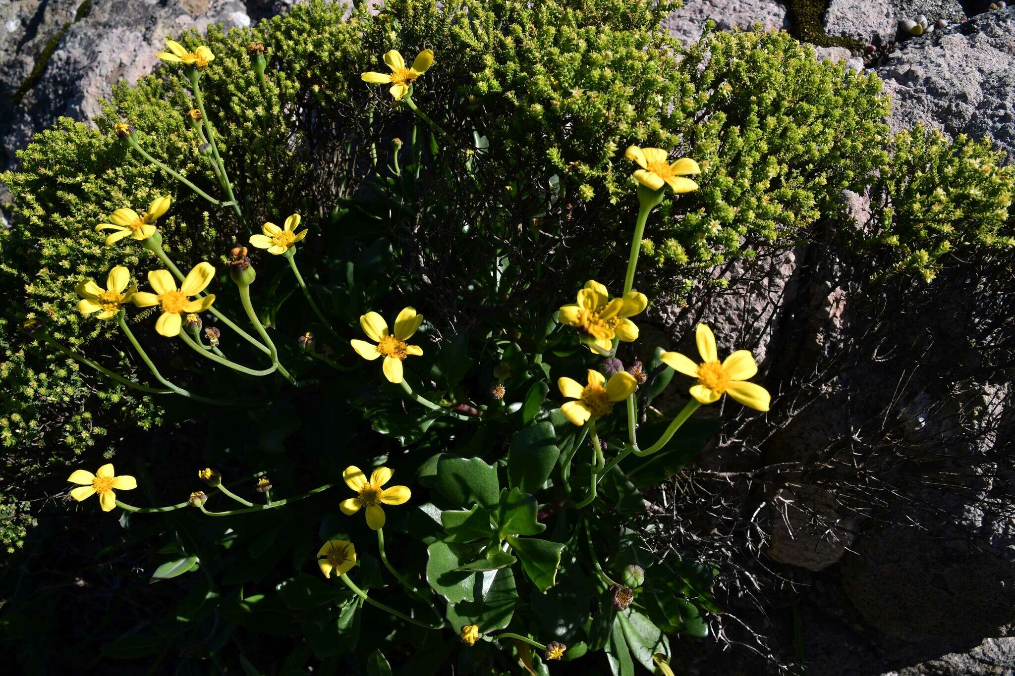 Image of Osteospermum moniliferum subsp. pisiferum (L.) J. C. Manning & Goldblatt