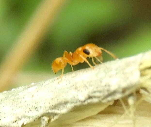 Image of Pseudomyrmex pallidus (Smith 1855)