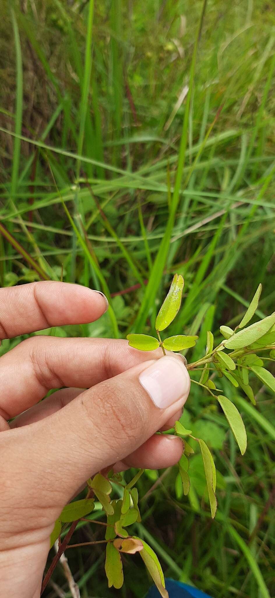 Image of shrubby woodsorrel