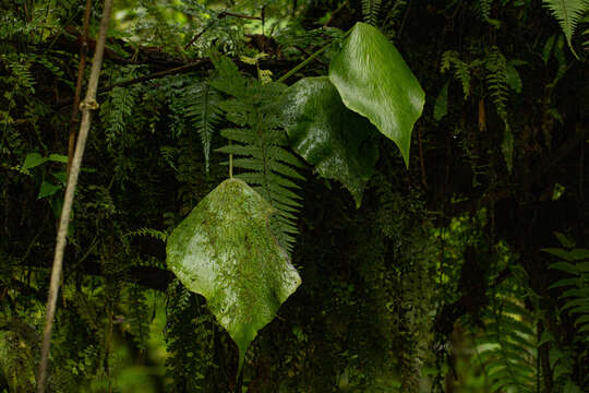 Image of Antrophyopsis manniana (Hook.) Schuettp.