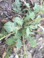 Image of Crepis neglecta L.