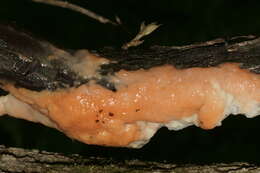 Image de Cystofilobasidium macerans Samp. 2009