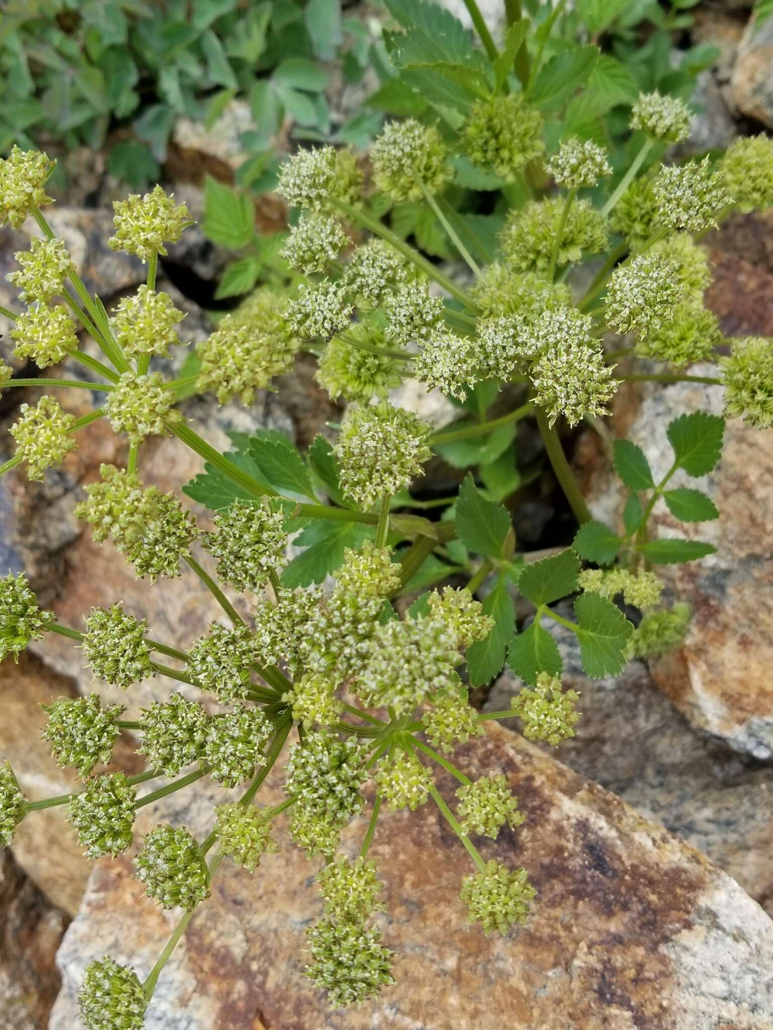 Image of Gray's angelica