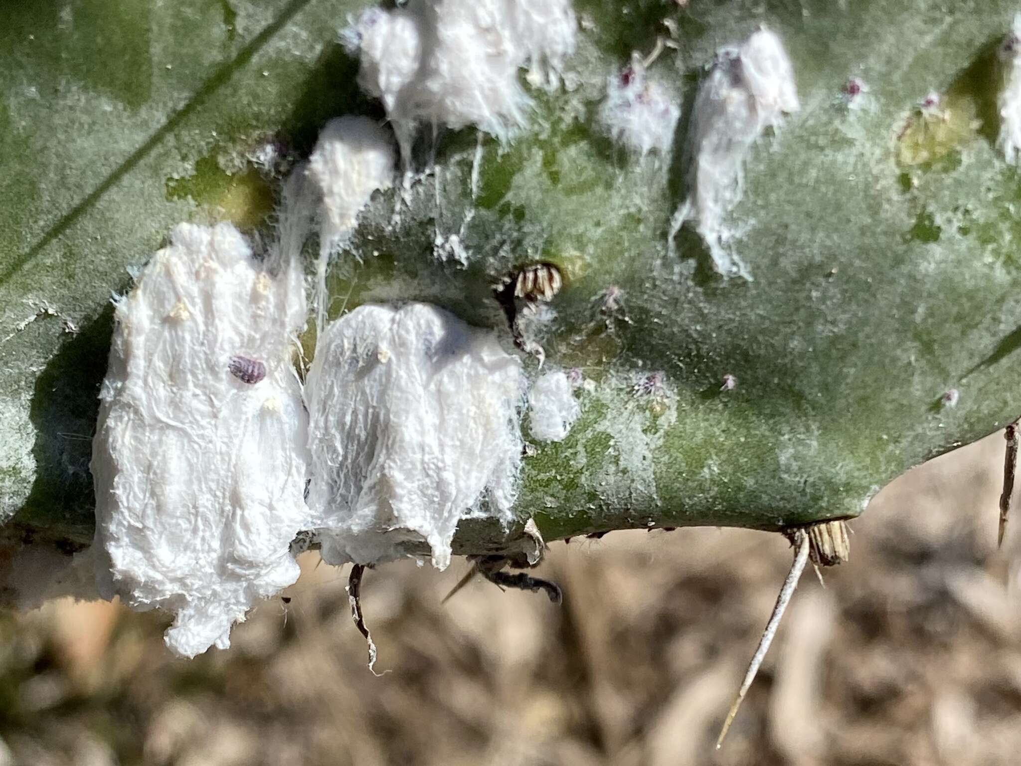 Sivun Dactylopius confusus (Cockerell 1893) kuva