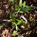 Pittosporum pimeleoides A. Cunn. resmi