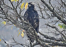 Image of Black Solitary Eagle