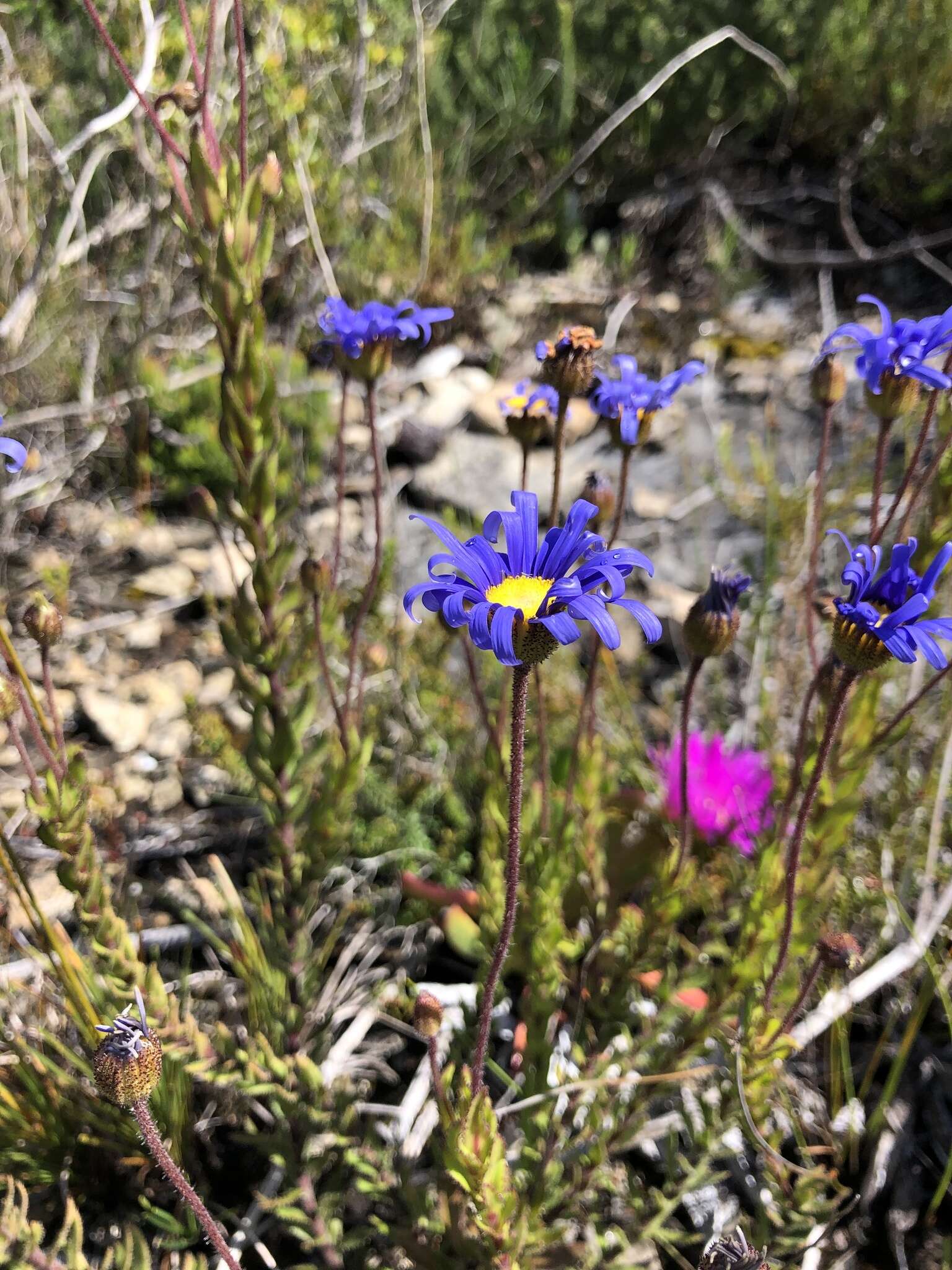 Image of Felicia ebracteata Grau