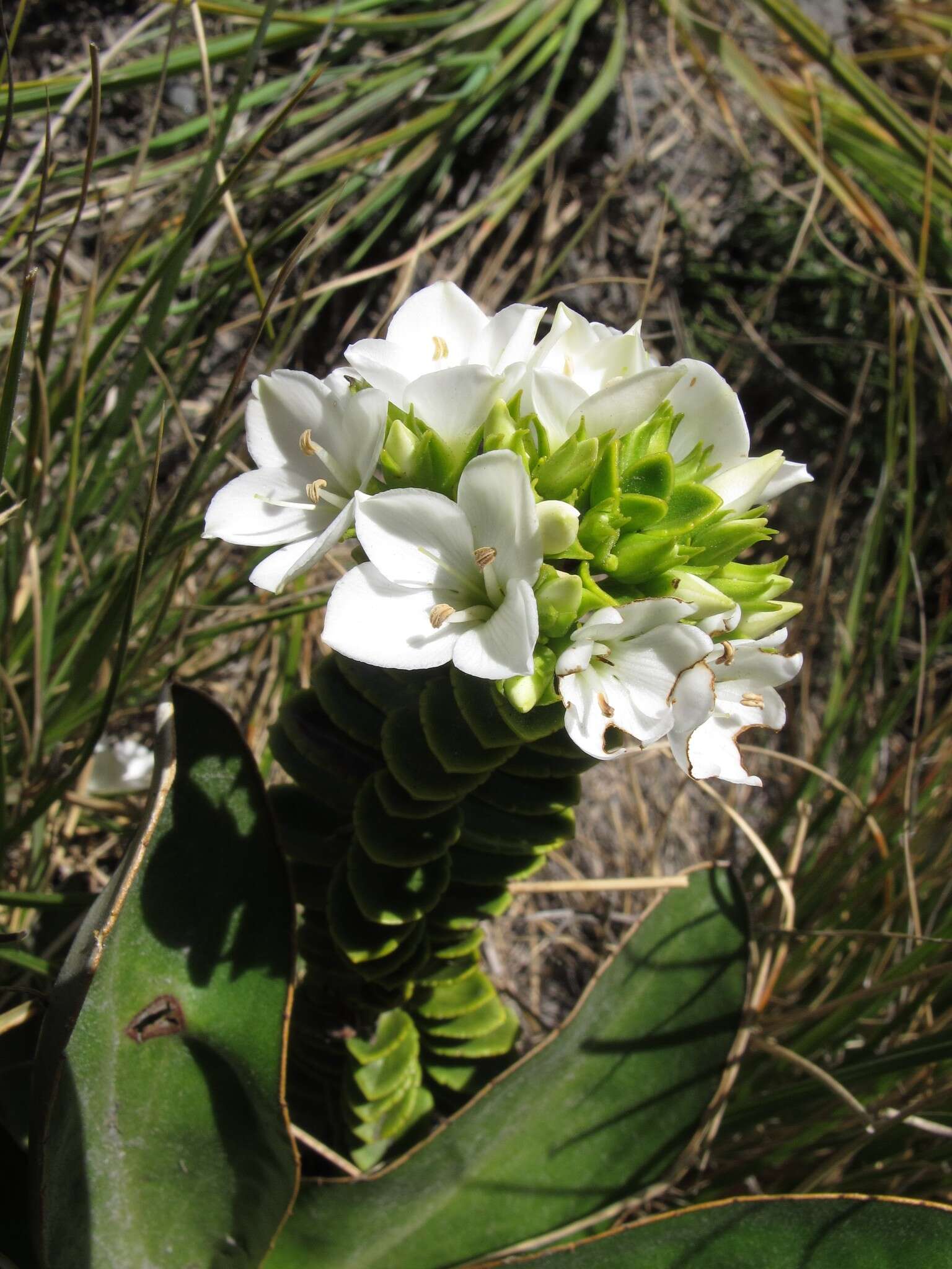 Image of Veronica macrantha var. brachyphylla Cheesem.