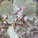 Image of Eucalyptus minniritchi D. Nicolle