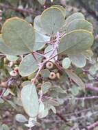 Image of Eucalyptus minniritchi D. Nicolle