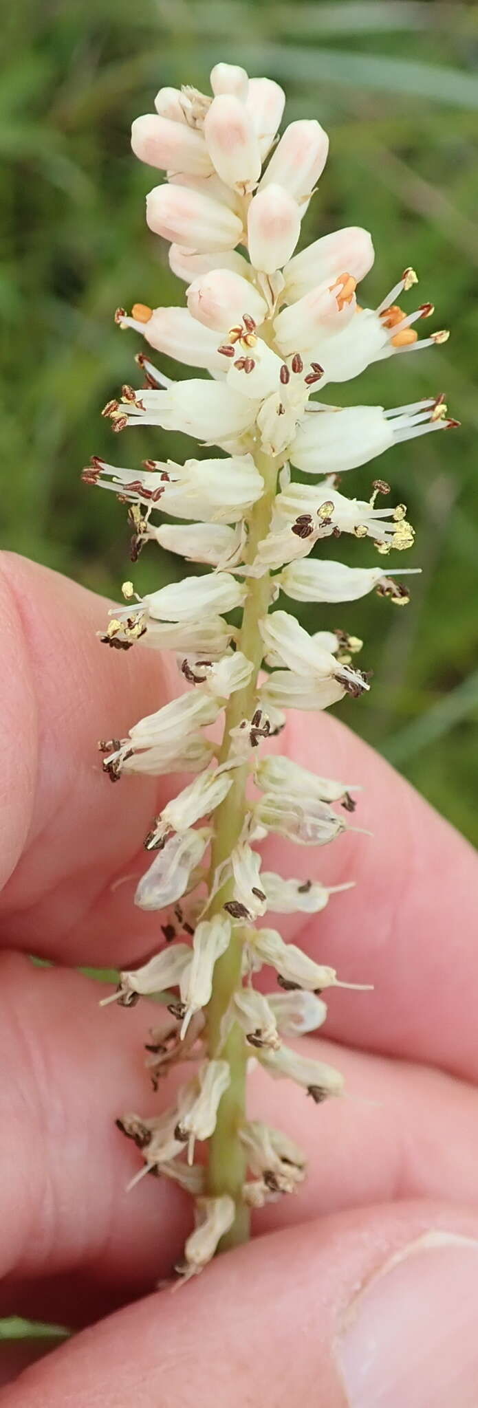 Image of Kniphofia buchananii Baker