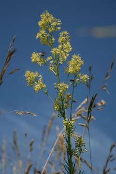 Image of Thalictrum simplex subsp. galioides (DC.) Korz.