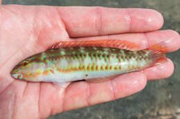 Image of Slippery Dick