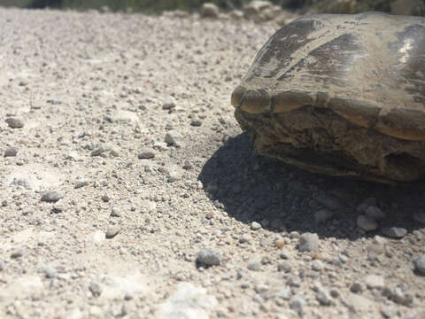 Image of Yellow Mud Turtle