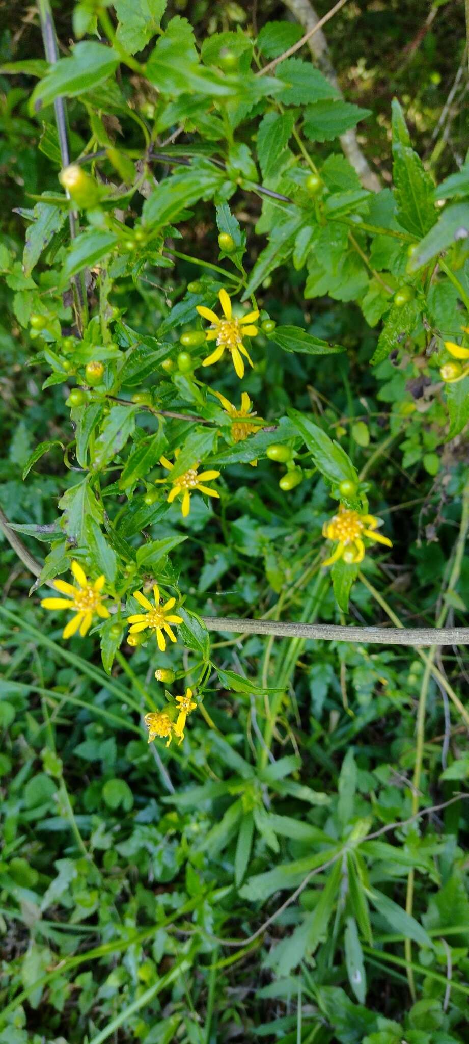 Image of Calea pinnatifida (R. Br.) Banks ex Steud.