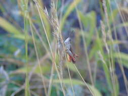 Chorthippus (Glyptobothrus) biguttulus subsp. euhedickei Helversen & O. resmi