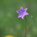 Image of Campanula stevenii subsp. wolgensis (P. A. Smirn.) Fed.
