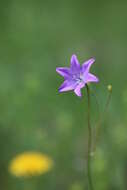 Campanula stevenii subsp. wolgensis (P. A. Smirn.) Fed. resmi