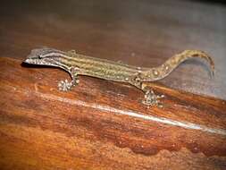 Image of Costa Rica Least GeckO