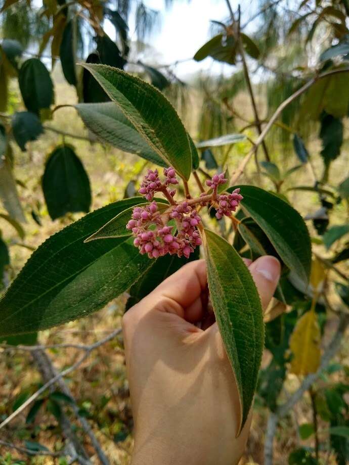 Conostegia xalapensis (Bonpl.) D. Don的圖片