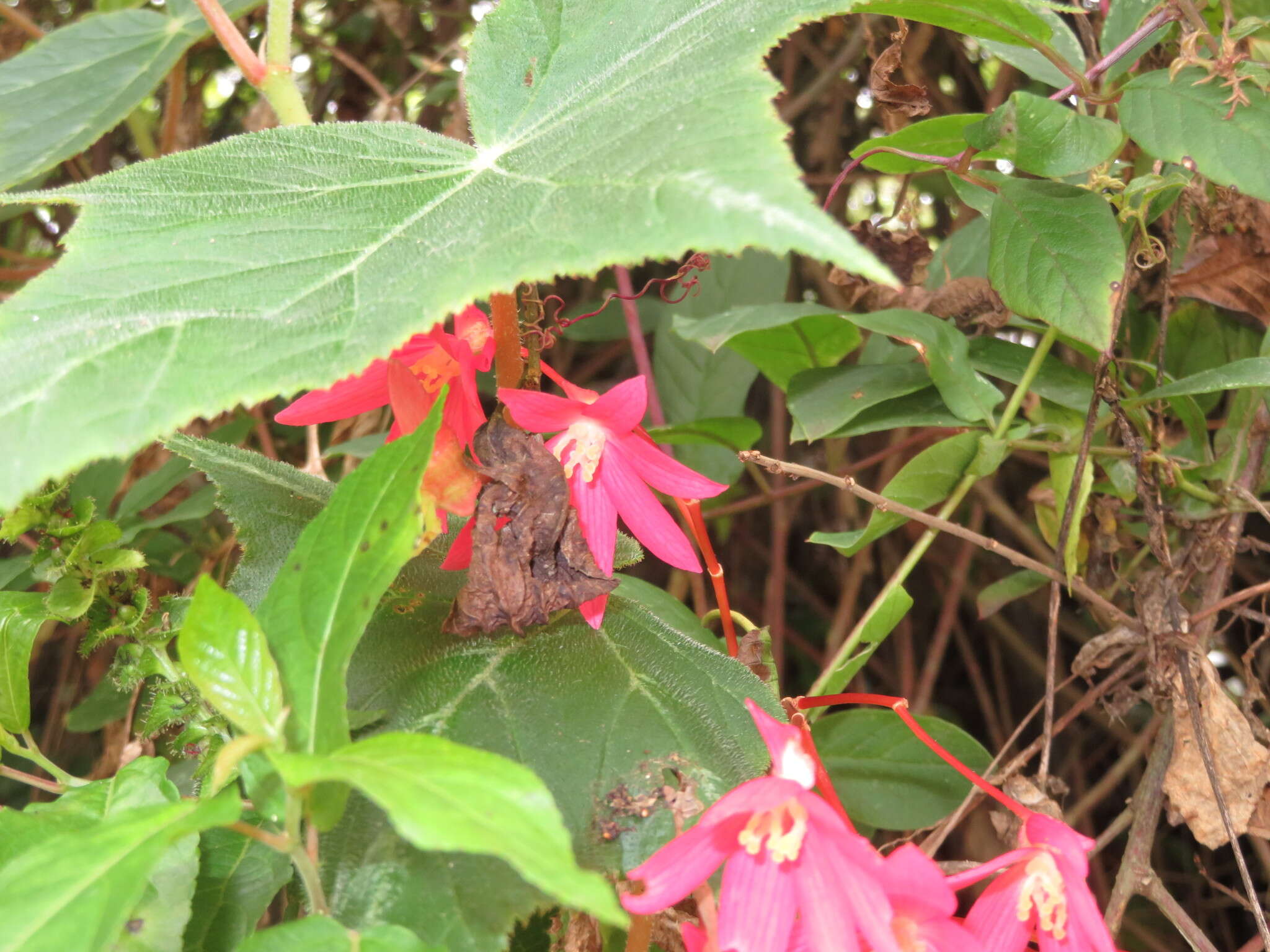 Image of Begonia monadelpha (Klotzsch) Ruiz & Pav. ex A. DC.
