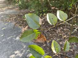 Plancia ëd Dalbergia brownei (Jacq.) Urb.