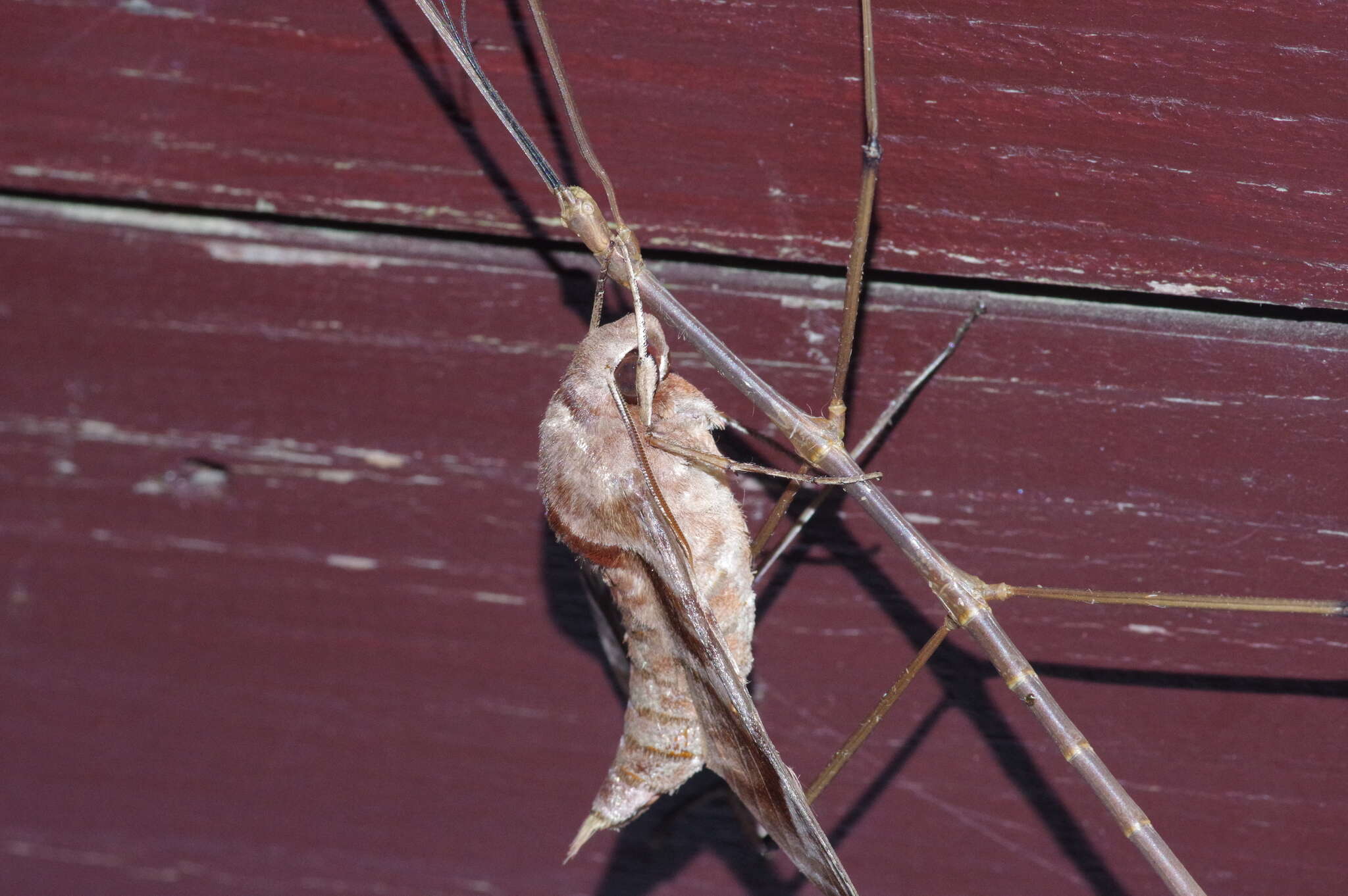 Image of Entoria miyakoensis Shiraki 1935