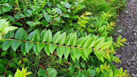 Sivun Coriaria japonica subsp. intermedia (Matsum.) T. C. Huang kuva