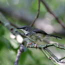 Image of Apalis thoracica claudei Sclater & WL 1910