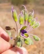 Image of Tinantia erecta (Jacq.) Fenzl