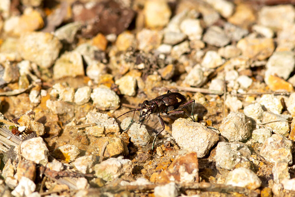 Image de Cicindela (Cicindela) japana Motschulsky 1858