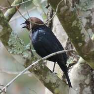 Image of Brown-headed Cowbird