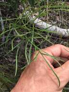 Image of Lomatium marginatum var. marginatum