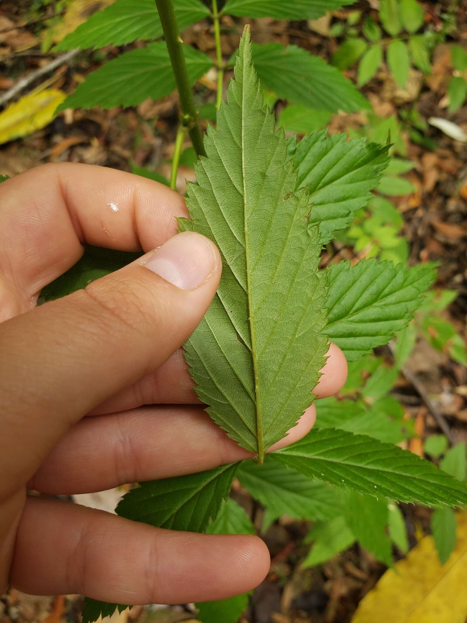 Слика од Rubus queenslandicus A. R. Bean