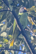 Image of Slaty-headed Parakeet