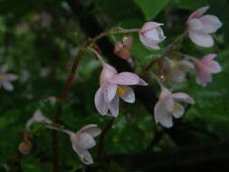 Image of Begonia crenata Dryand.