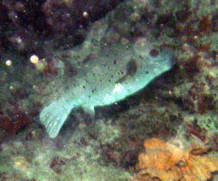 Image of Black Spotted Blow Fish