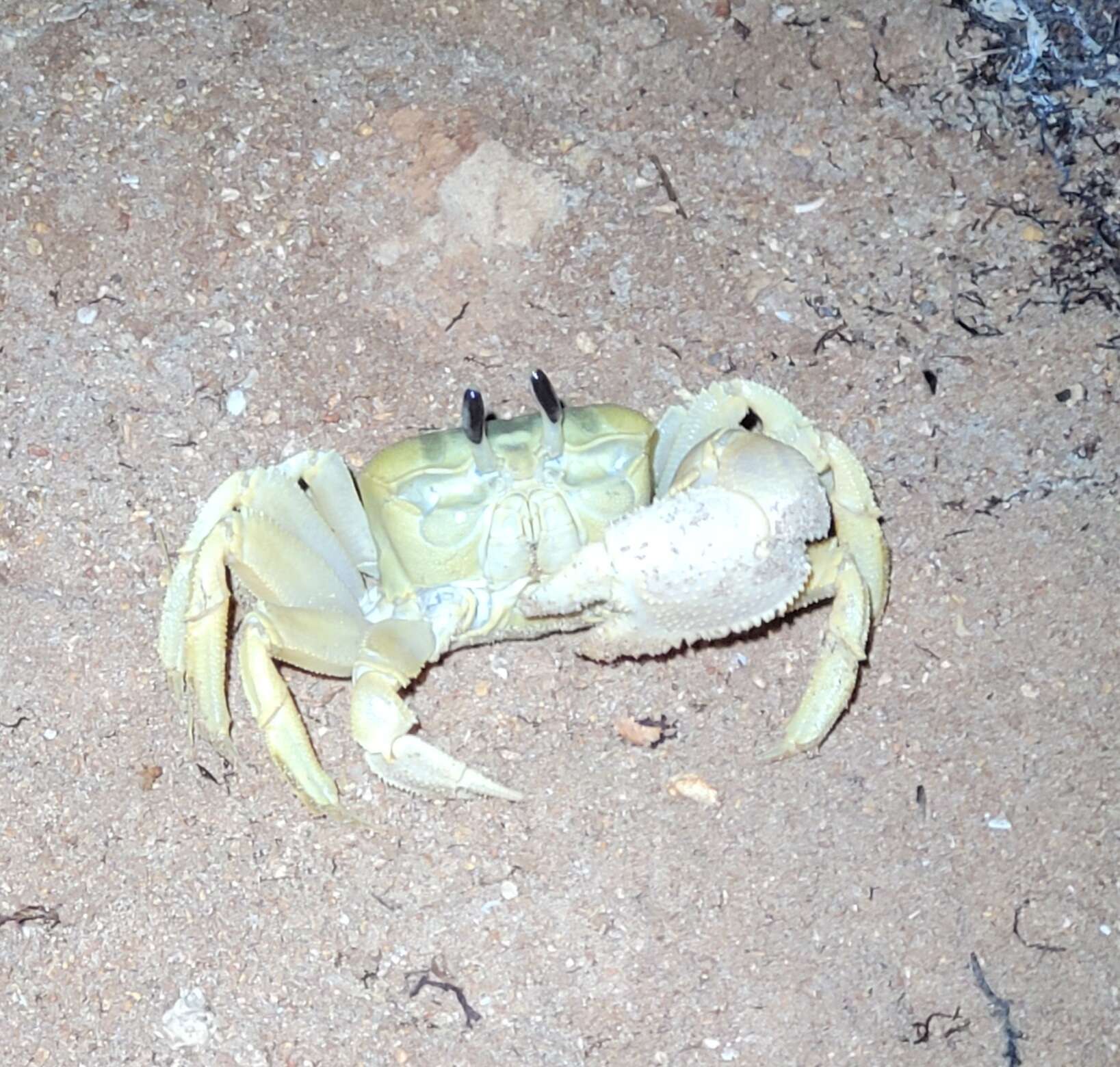 Image of Golden ghost crab