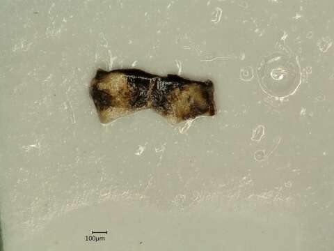 Image of Limotettix (Limotettix) striola Fallén 1806