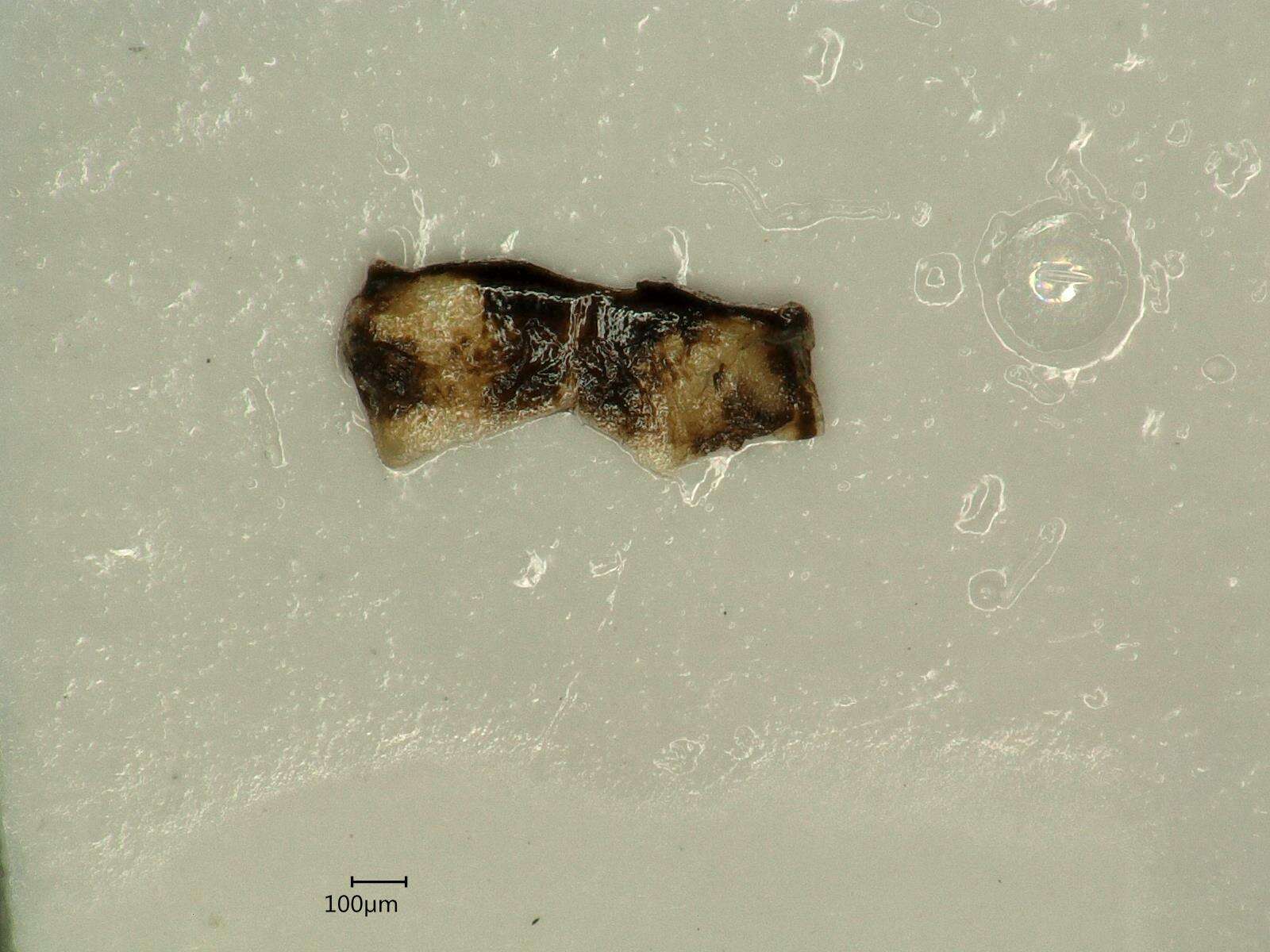 Image of Limotettix (Limotettix) striola Fallén 1806