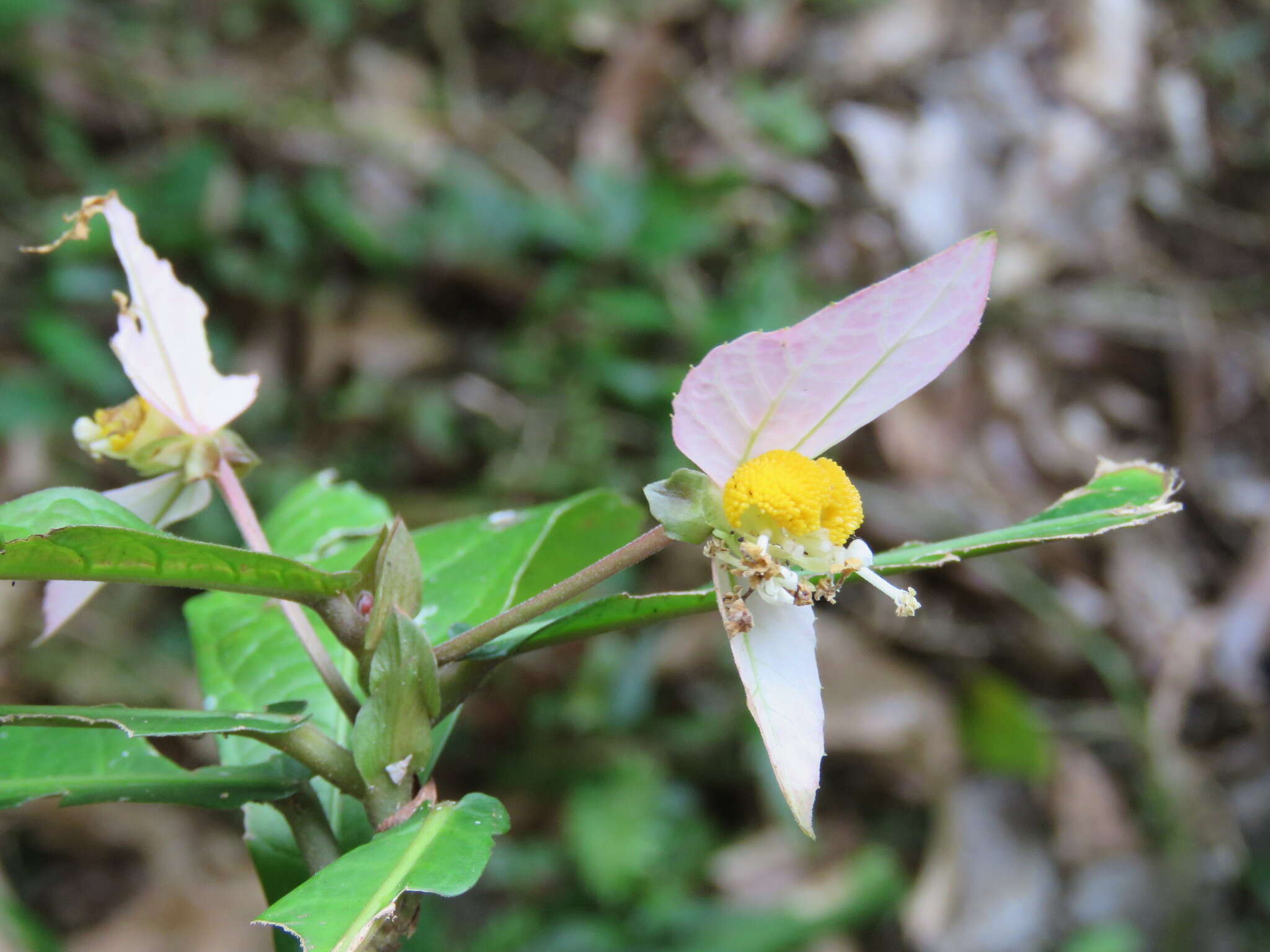 Image of Dalechampia spathulata (Scheidw.) Baill.